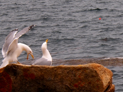 [Two white and grey gulls on a rock. One is looking in the air while the other has its wings up and its mouth wide open as it looks at the rock.]